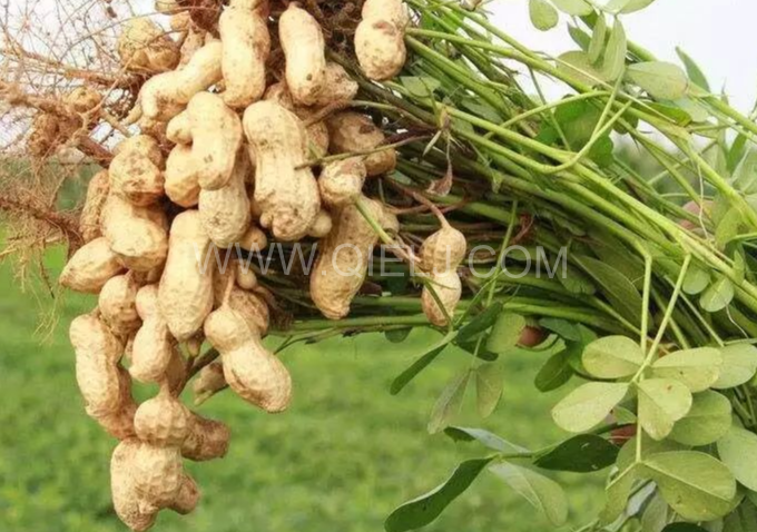 企鵝機械提供全套花生油提取設備,服務周到獲稱贊(圖1) 企鵝機械提供全套花生油提取設備,服務周到獲稱贊(圖1)