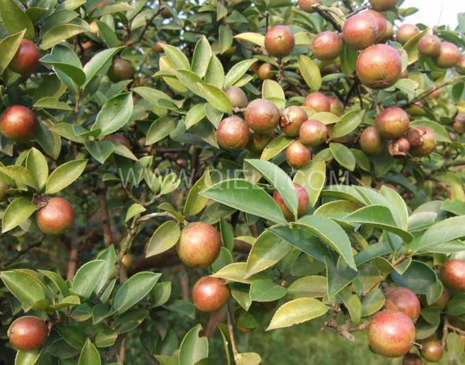 茶籽油壓榨設(shè)備認(rèn)準(zhǔn)企鵝機(jī)械,性能穩(wěn)定操作便利(圖1) 茶籽油壓榨設(shè)備認(rèn)準(zhǔn)企鵝機(jī)械,性能穩(wěn)定操作便利(圖1)